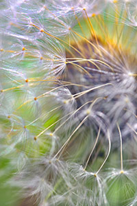 Fireworks by d dargan teska