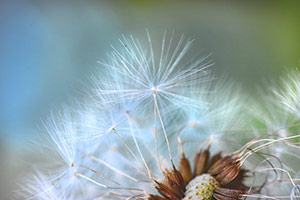 Morning Light by d dargan teska