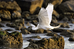 Egret by Gerry Iuppa
