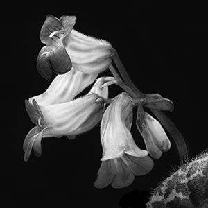 Streptocarpus-by Don Menges