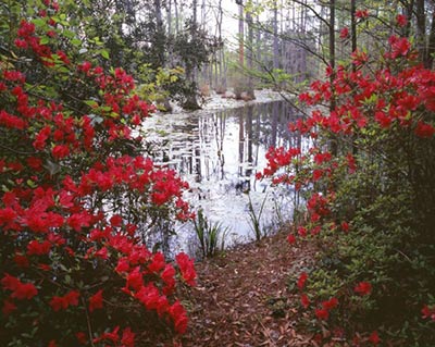 Cyprus Swamp Window by Gary Thompson