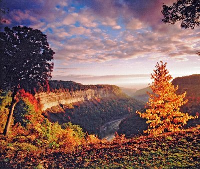 Golden Tree Sunrise at Great Bend