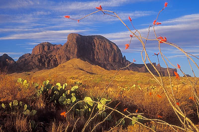 Ocotilla at Panther Junction