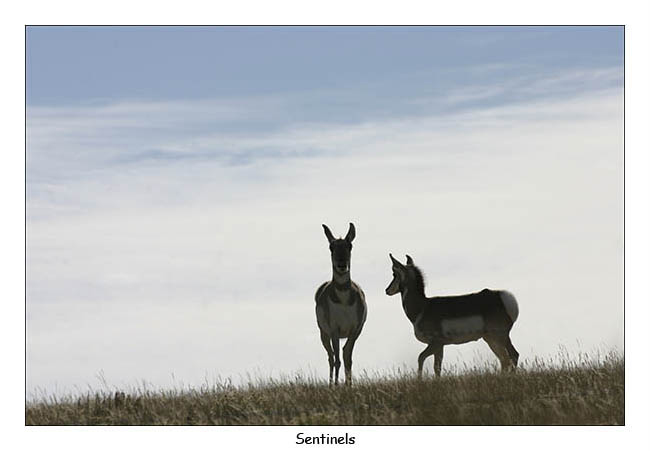 Sentinals by Bill Bernbeck
