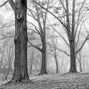 Durand Trees in Fog by Luann Pero